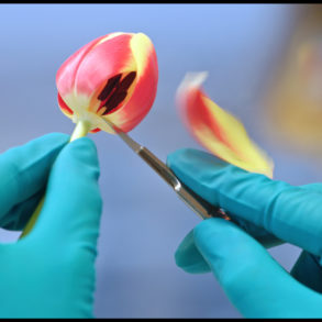 Feast au Cinéma STAR